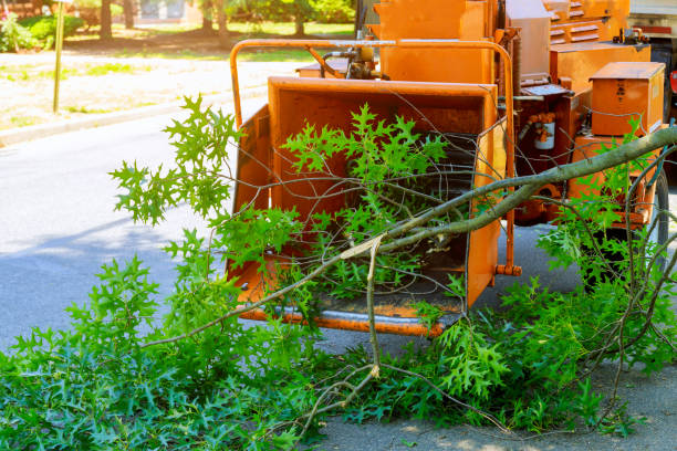 Best Tree Trimming and Pruning  in Chilhowie, VA