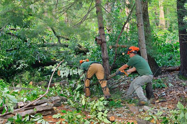 How Our Tree Care Process Works  in  Chilhowie, VA